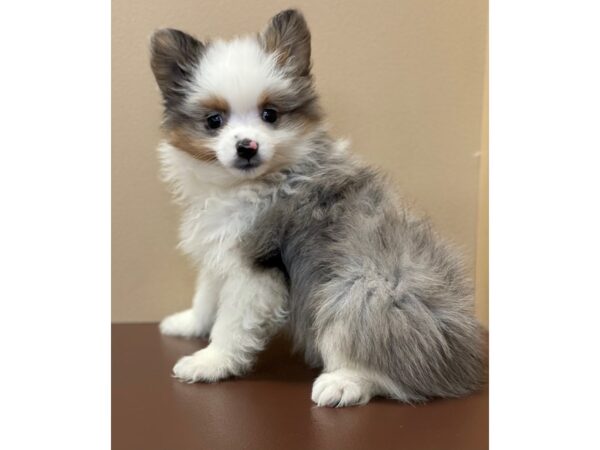 Toy Aussie-Pom-DOG-Female-Blue Merle-11606-Petland Henderson, Nevada