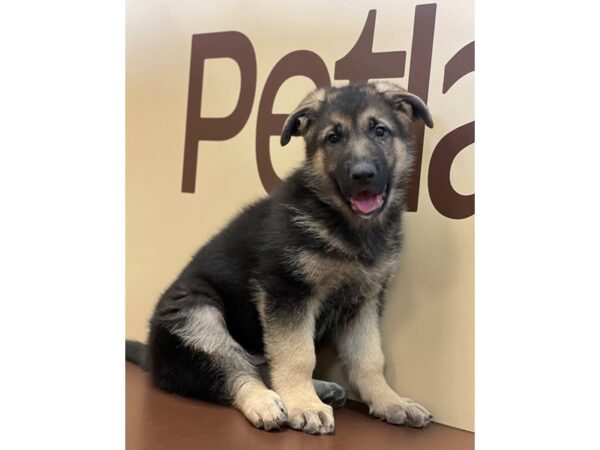 German Shepherd Dog-DOG-Female-Black / Tan-11621-Petland Henderson, Nevada