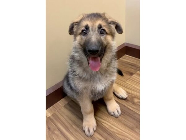 German Shepherd Dog DOG Female Black / Tan 11620 Petland Henderson, Nevada