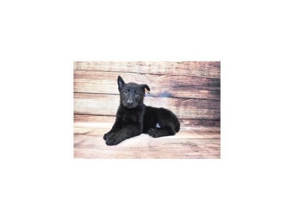 German Shepherd DOG Female Black 11622 Petland Henderson, Nevada