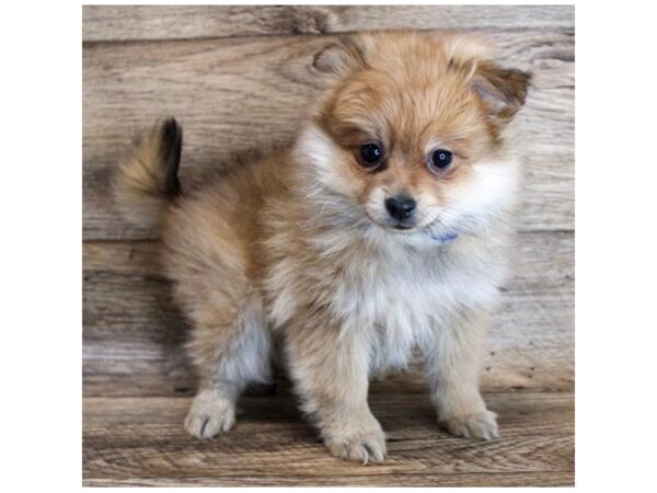 Pomeranian DOG Female Red Sable 11635 Petland Henderson, Nevada