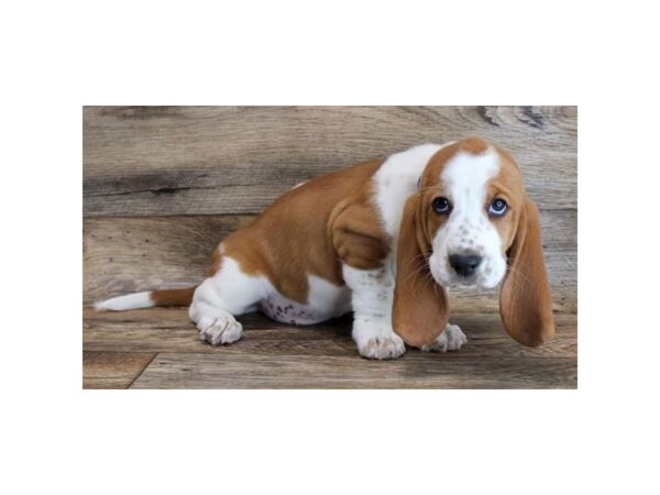 Basset Hound DOG Male Red / White 11630 Petland Henderson, Nevada