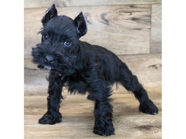 Miniature Schnauzer DOG Male Black 11633 Petland Henderson, Nevada