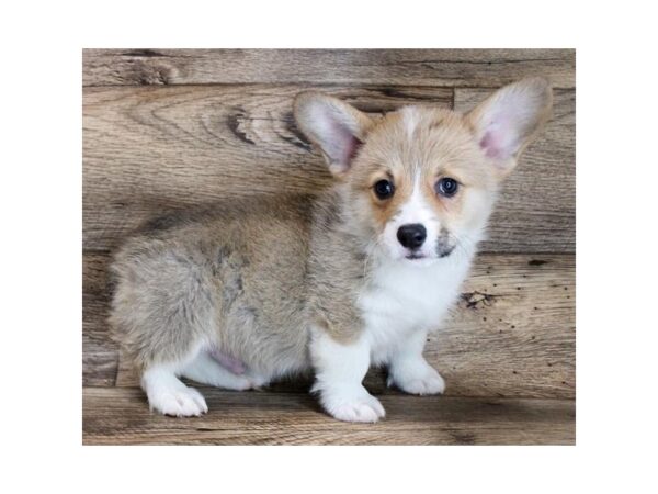 Pembroke Welsh Corgi DOG Male Sable / White 11634 Petland Henderson, Nevada