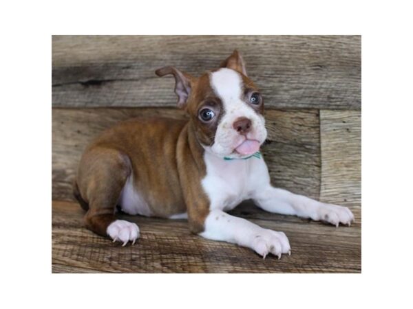 Boston Terrier DOG Female Seal Brindle / White 11631 Petland Henderson, Nevada