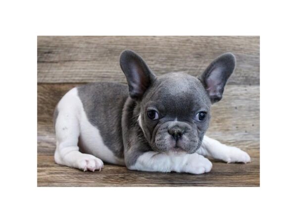 French Bulldog DOG Male Blue Brindle 11647 Petland Henderson, Nevada