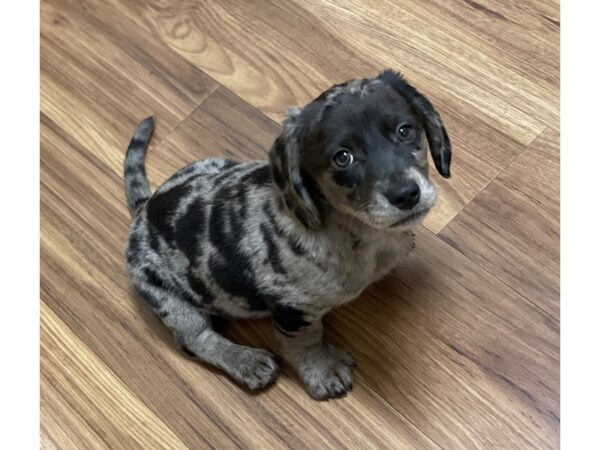 Dachsador Retriever-DOG-Female-Gray / Black Dapple-11640-Petland Henderson, Nevada