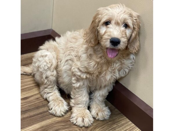 Goldendoodle-DOG-Male-Light Golden-11639-Petland Henderson, Nevada