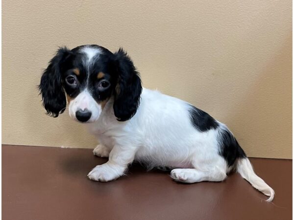 Dachshund DOG Female Black / White 11637 Petland Henderson, Nevada