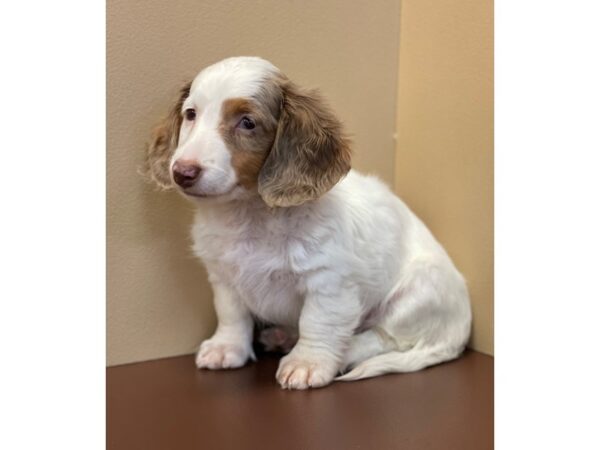 Dachshund DOG Male Brown / White 11638 Petland Henderson, Nevada