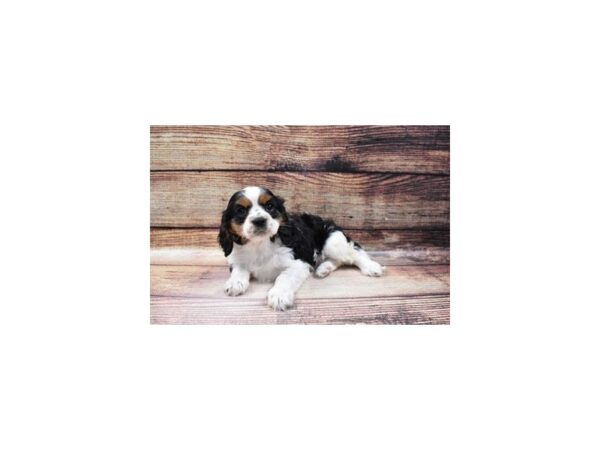 Cavalier King Charles Spaniel-DOG-Male-Black and White-11642-Petland Henderson, Nevada