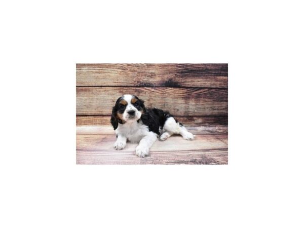 Cavalier King Charles Spaniel DOG Male Black and White 11642 Petland Henderson, Nevada