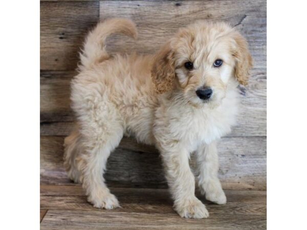 Goldendoodle DOG Male Apricot 11654 Petland Henderson, Nevada