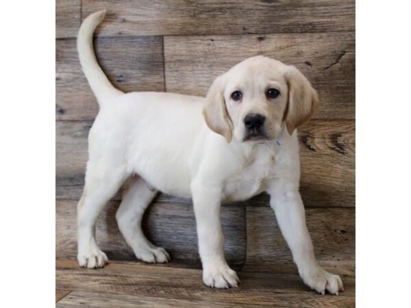 Labrador Retriever DOG Male Yellow 11648 Petland Henderson, Nevada