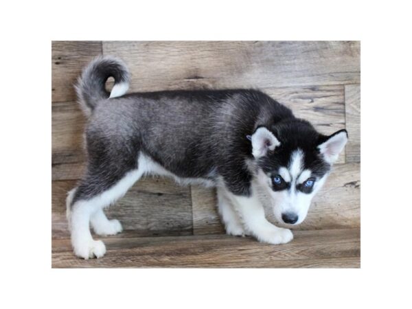 Siberian Husky DOG Female Black / White 11650 Petland Henderson, Nevada