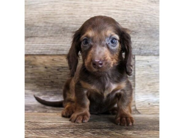 Dachshund DOG Male Chocolate / Tan 11646 Petland Henderson, Nevada