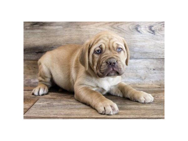 Dogue De Bordeaux-DOG-Female-Isabella-11652-Petland Henderson, Nevada