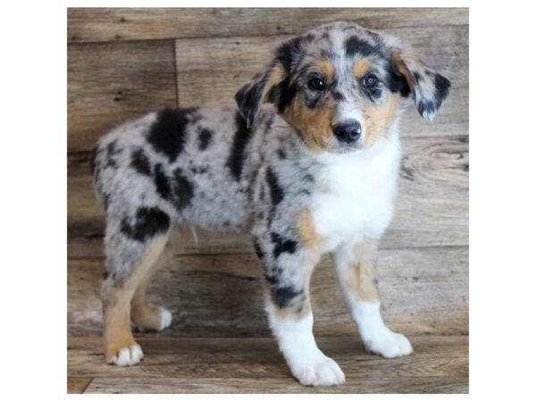 Australian Shepherd/English Shepherd-DOG-Male-Blue Merle-11655-Petland Henderson, Nevada