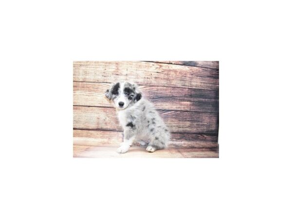 Australian Shepherd DOG Female Blue Merle 11643 Petland Henderson, Nevada