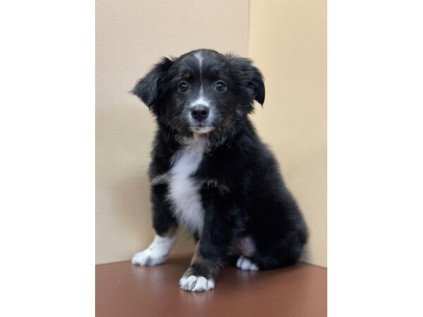 Miniature Australian Shepherd DOG Male Tri-Colored 11659 Petland Henderson, Nevada