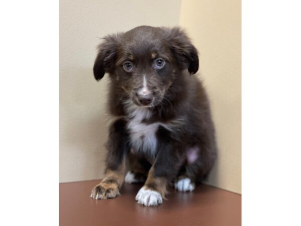 Miniature Australian Shepherd-DOG-Male-Red-11660-Petland Henderson, Nevada