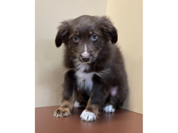 Miniature Australian Shepherd DOG Male Red 11660 Petland Henderson, Nevada