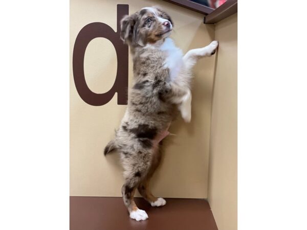 Miniature Australian Shepherd DOG Male Chocolate Merle 11658 Petland Henderson, Nevada