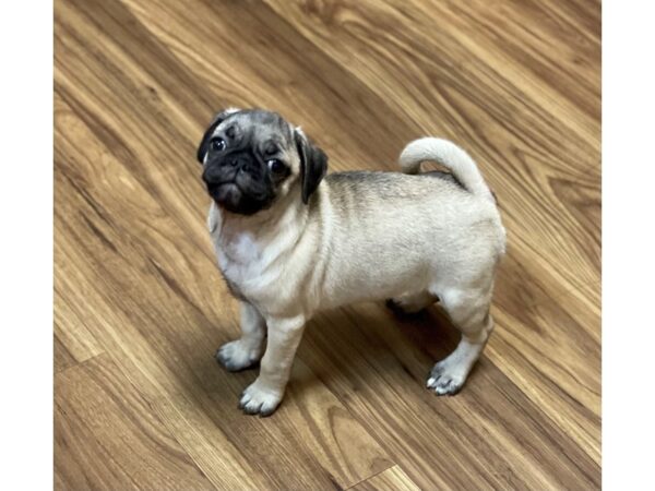 Puggle DOG Female Fawn 11656 Petland Henderson, Nevada