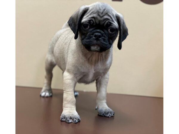 Puggle DOG Male Fawn 11657 Petland Henderson, Nevada