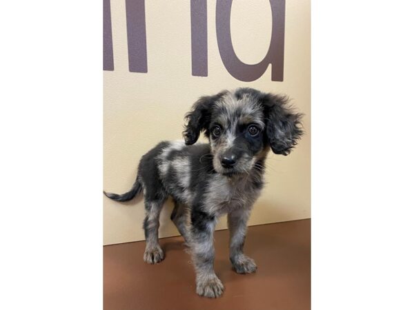 Miniature Australian Shepherd DOG Female Blue Merle 11653 Petland Henderson, Nevada