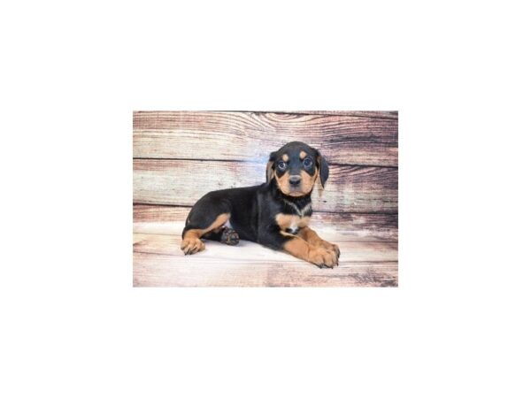 Rottweiler DOG Female Black and Mahogany 11663 Petland Henderson, Nevada