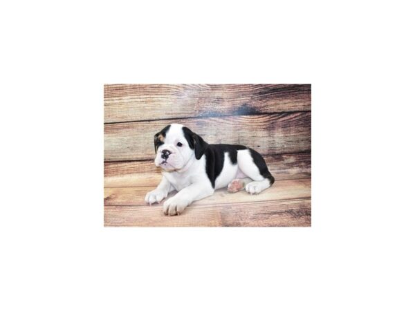 English Bulldog DOG Female Black Red and White 11661 Petland Henderson, Nevada