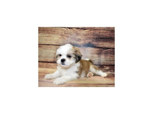 Lhasa Apso DOG Male Golden 11662 Petland Henderson, Nevada