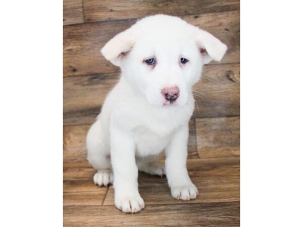 Akita-DOG-Female-White-11701-Petland Henderson, Nevada