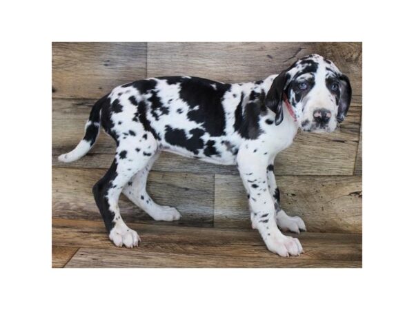 Great Dane DOG Female Merlequin 11670 Petland Henderson, Nevada