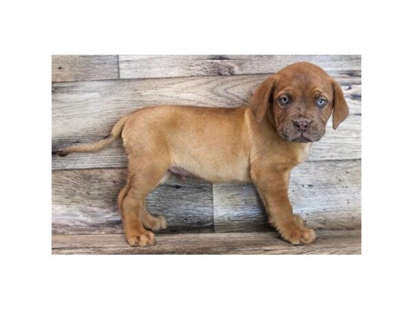 Dogue De Bordeaux-DOG-Male-Red-11674-Petland Henderson, Nevada