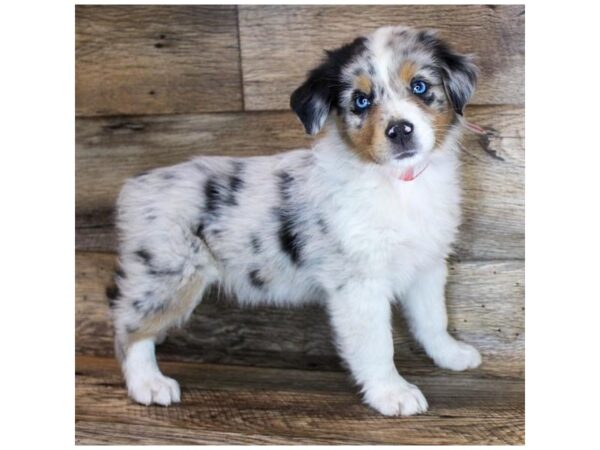 Australian Shepherd DOG Female Blue Merle 11667 Petland Henderson, Nevada