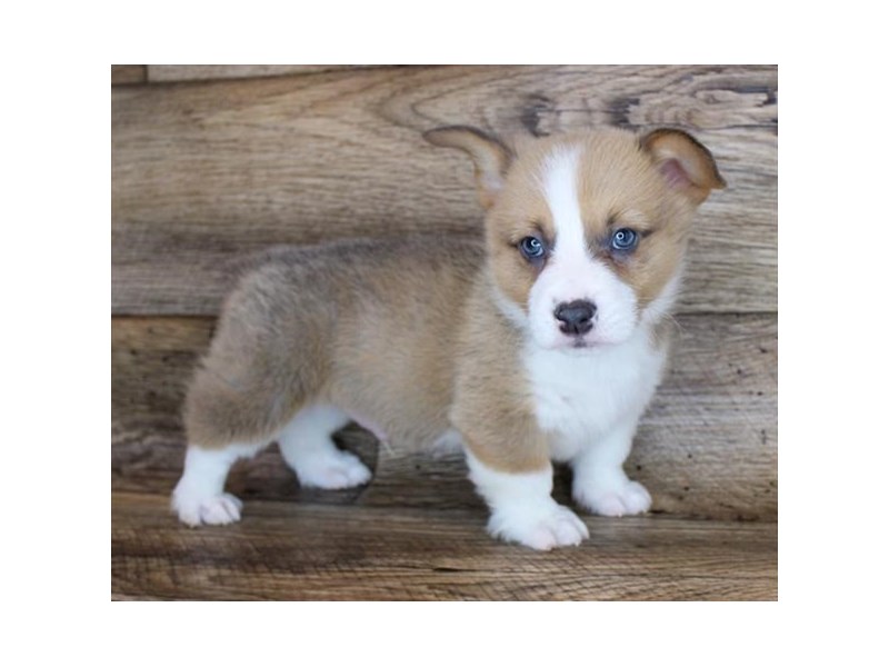 Pembroke Welsh CorgiDOGMaleSable / White3090693Petland Henderson