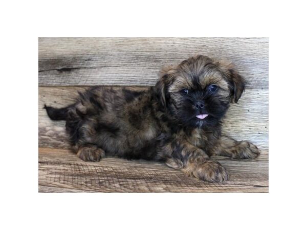 Lhatzu-DOG-Male-Red Sable-11677-Petland Henderson, Nevada