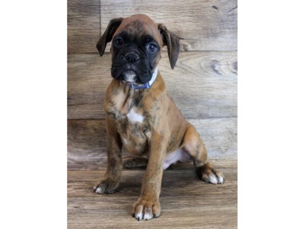 Boxer DOG Male Fawn Brindle 11668 Petland Henderson, Nevada