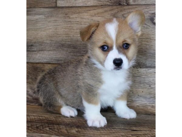 Pembroke Welsh Corgi DOG Male Sable / White 11671 Petland Henderson, Nevada