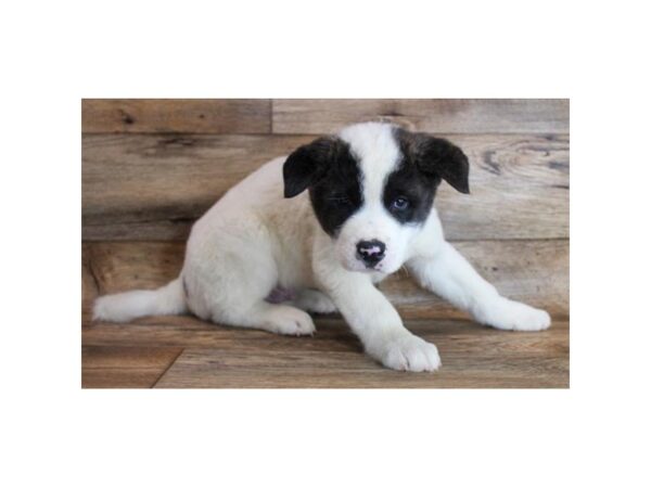 Akita-DOG-Male-Fawn, Black Overlay-11666-Petland Henderson, Nevada