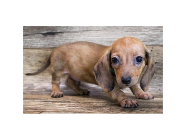 Dachshund DOG Male Red 11669 Petland Henderson, Nevada