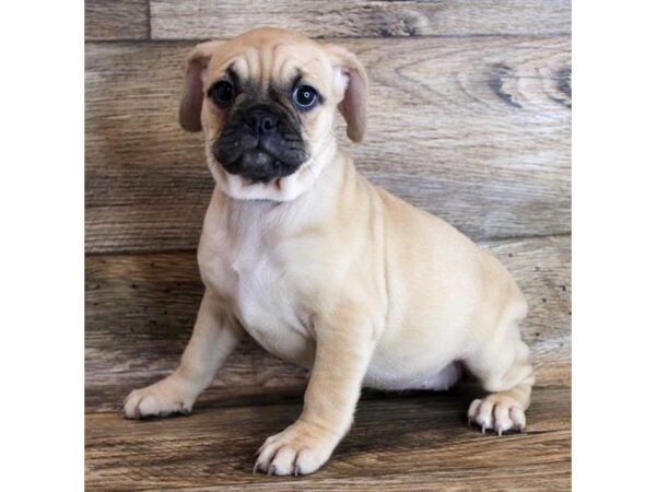 Puggle-DOG-Female-Fawn-11675-Petland Henderson, Nevada