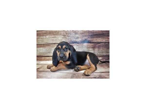 Bloodhound-DOG-Male-Black and Tan-11696-Petland Henderson, Nevada