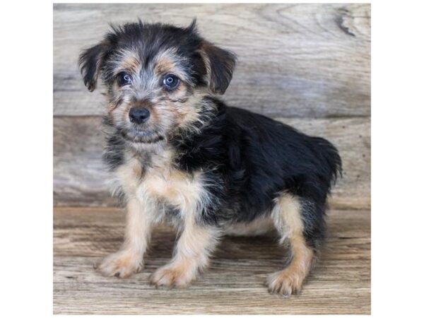 Yorkiepoo-DOG-Female-Black / Tan-11679-Petland Henderson, Nevada