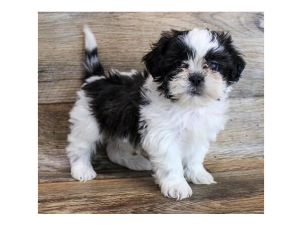 Shih Tzu DOG Male Black / White 11687 Petland Henderson, Nevada