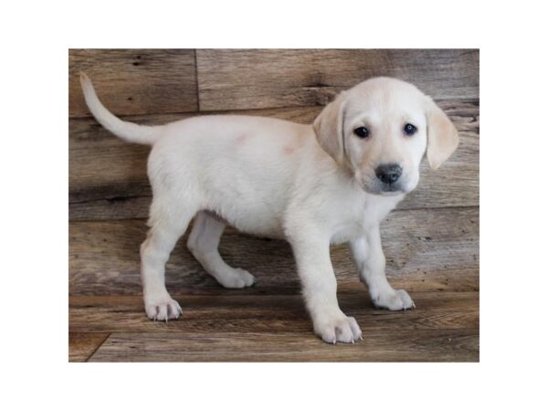 Labrador Retriever DOG Female Yellow 11682 Petland Henderson, Nevada