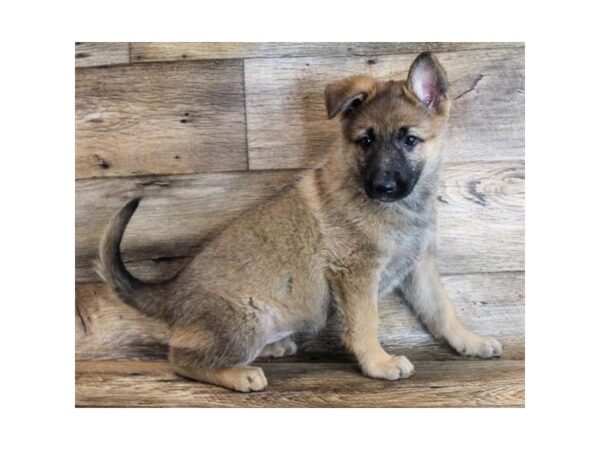 German Shepherd Dog DOG Female Sable 11693 Petland Henderson, Nevada