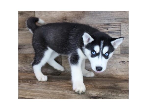 Siberian Husky DOG Female Black / White 11685 Petland Henderson, Nevada